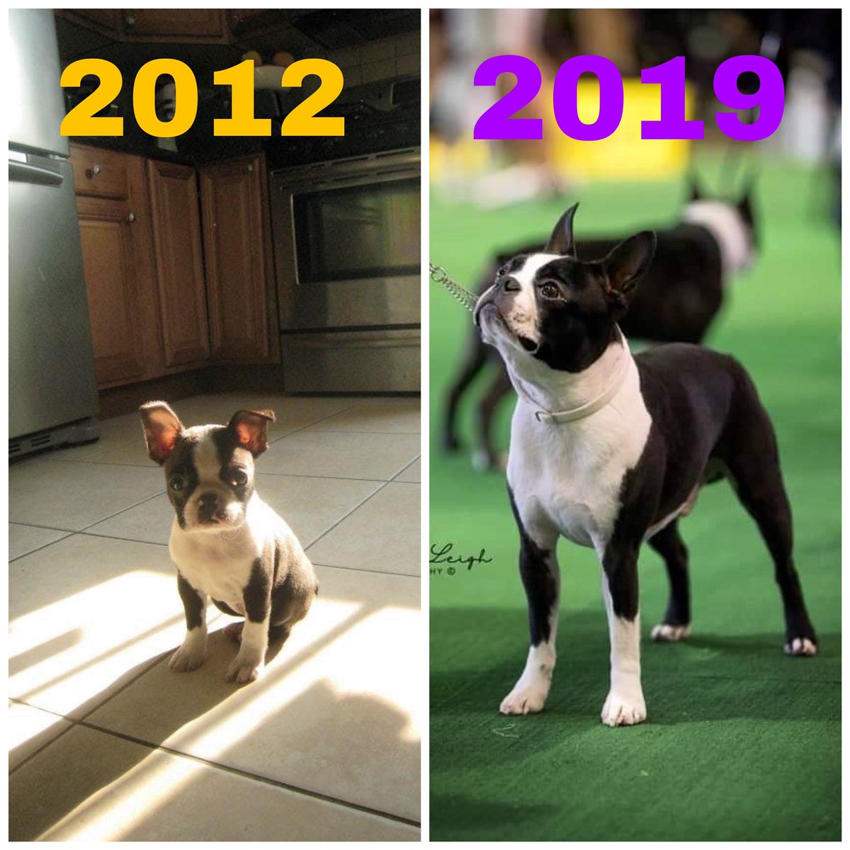 LennyTheBoston's tweet image. Mark my words, Lenny and I are going to be in @ESPN #strictcurlchamp #akcfastcat #akcagility #akcgrandchamp #westminsterdogshow @hotelsdotcom #CanineCritic 
Hardest working dad and dog duo 💪🏻 🐕