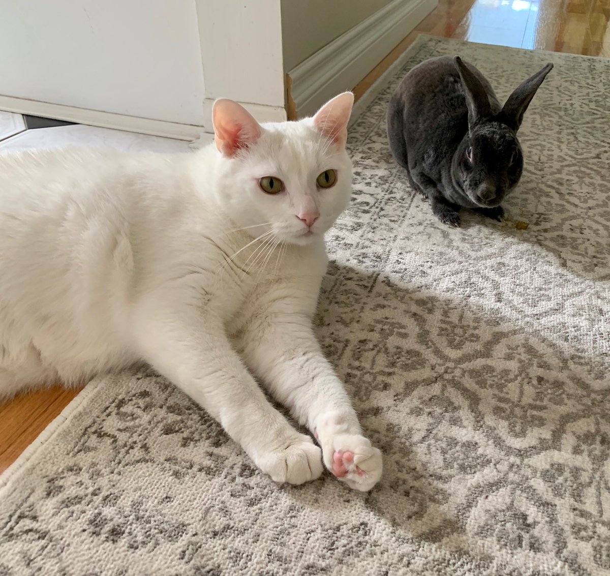 InfusionBaroque's tweet photo. Starting to relax social distancing at home by letting Brody have a (furry) friend come over. Stay safe everyone! https://t.co/OhFQpqQIXT