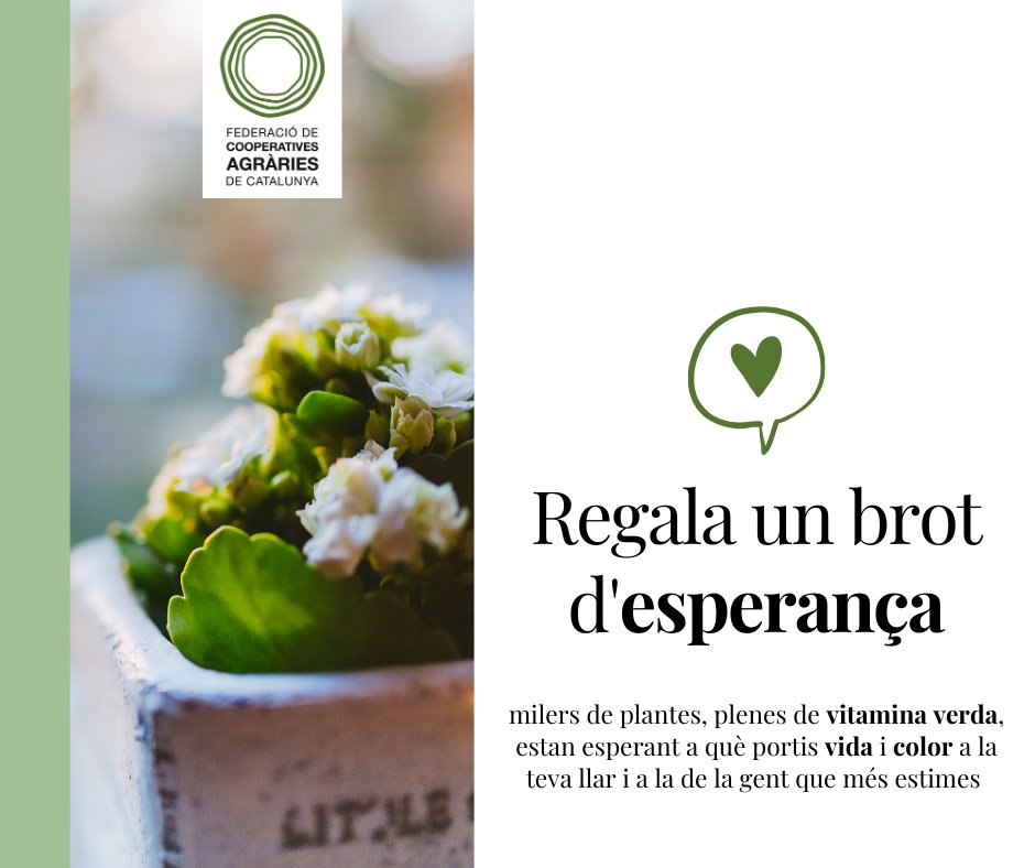🌿🌺 Les #cooperatives i els productors de flor i planta ornamental fa temps que les cuiden... 
Després de mesos d'espera, ha arribat el moment. Regala un brot d'esperança, omple de vida i color la teva llar i la de la gent que més estimes. #vitaminaverda #araflorsiplantes