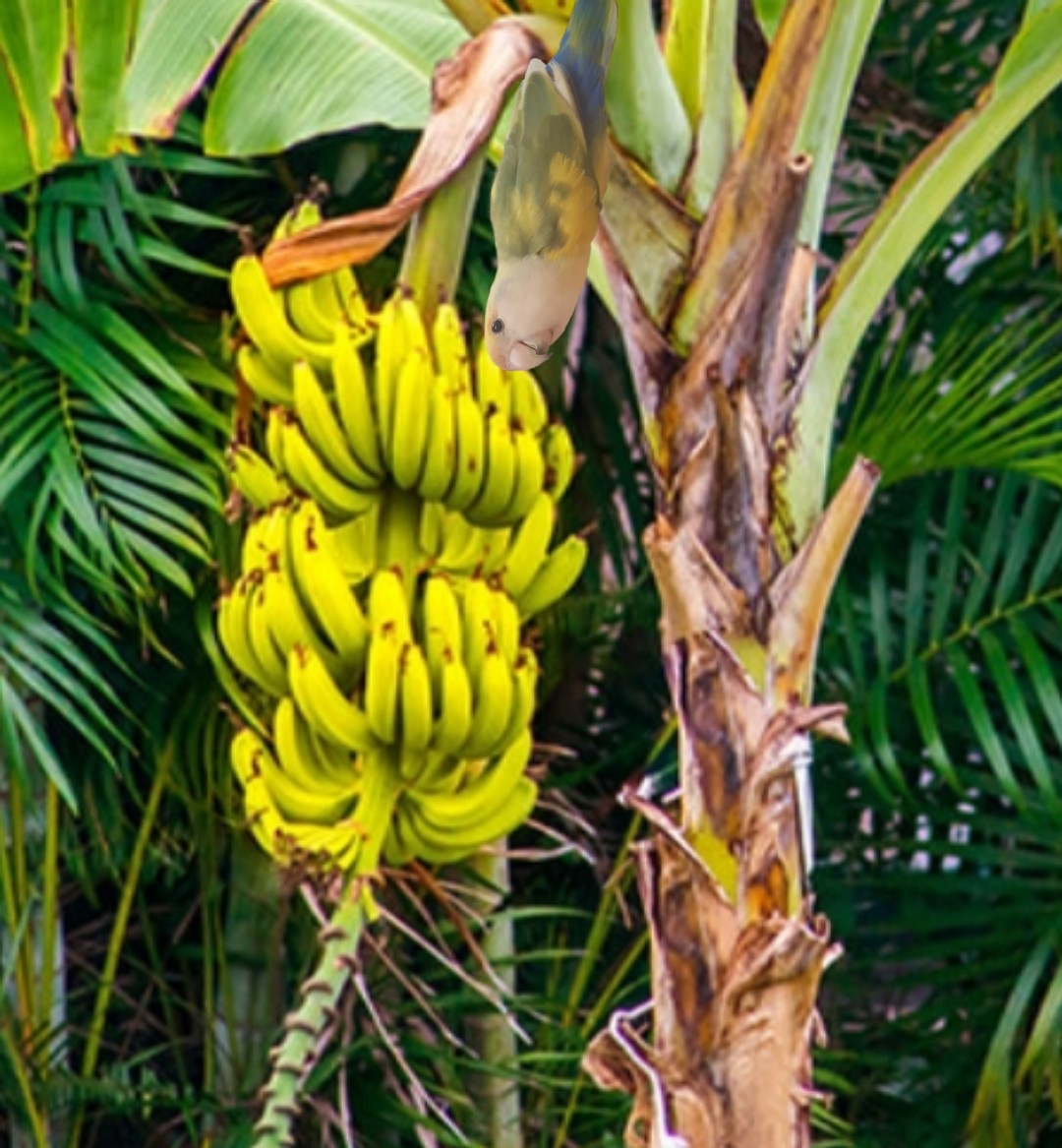 frisbean's tweet photo. I camouflage... see if you can find me
#camouflage #frisbean #banana #bird #meme #Memes #birdmeme https://t.co/NlSYCEsA2R