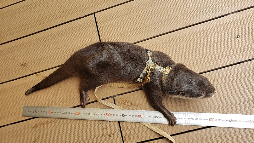 サンシャイン水族館 コツメカワウソの大きさは コツメカワウソはカワウソの仲間で最小です 体長は50 前後 尾を含めた 大きさでも80 前後しかありません 尾は長く 全長の1 3ほどの長さがあります ちなみに最大はオオカワウソ 体長は1m以上 サンシャイン水族館 コツメカワウソの大きさは コツメカワウソはカワウソの仲間で最小です 体長は50 前後 尾を含めた 大きさでも80 前後しかありません 尾は長く 全長の1 3ほどの長さがあります ちなみに最大はオオカワウソ 体長は1m以上