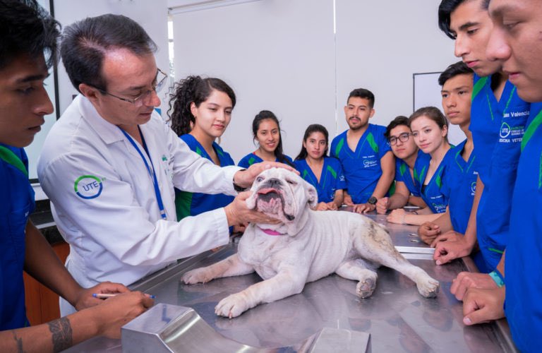 UTEoficial's tweet photo. #Medios | Hoy, a las 09h15, nuestro director de la Carrera de Medicina Veterinaria, Andrés Ortega, conversará con @arturobarriga y @AmelinaEspinosa de @EcuadorTV, sobre el cuidado de nuestras mascotas frente al #Covid_19. https://t.co/HAqQ5bRH9G