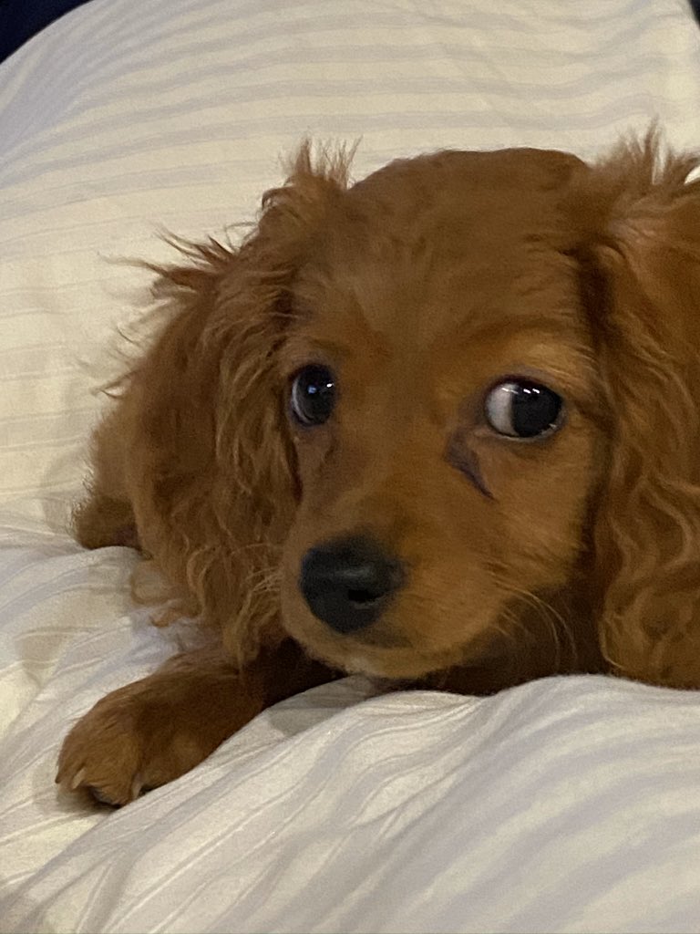 playwright0's tweet photo. Tomorrow this little guy is losing his ๐ฅ โ๏ธ #poorbugger ๐ฅบ๐ฅบ๐ฅบ https://t.co/Y79jI0JHri