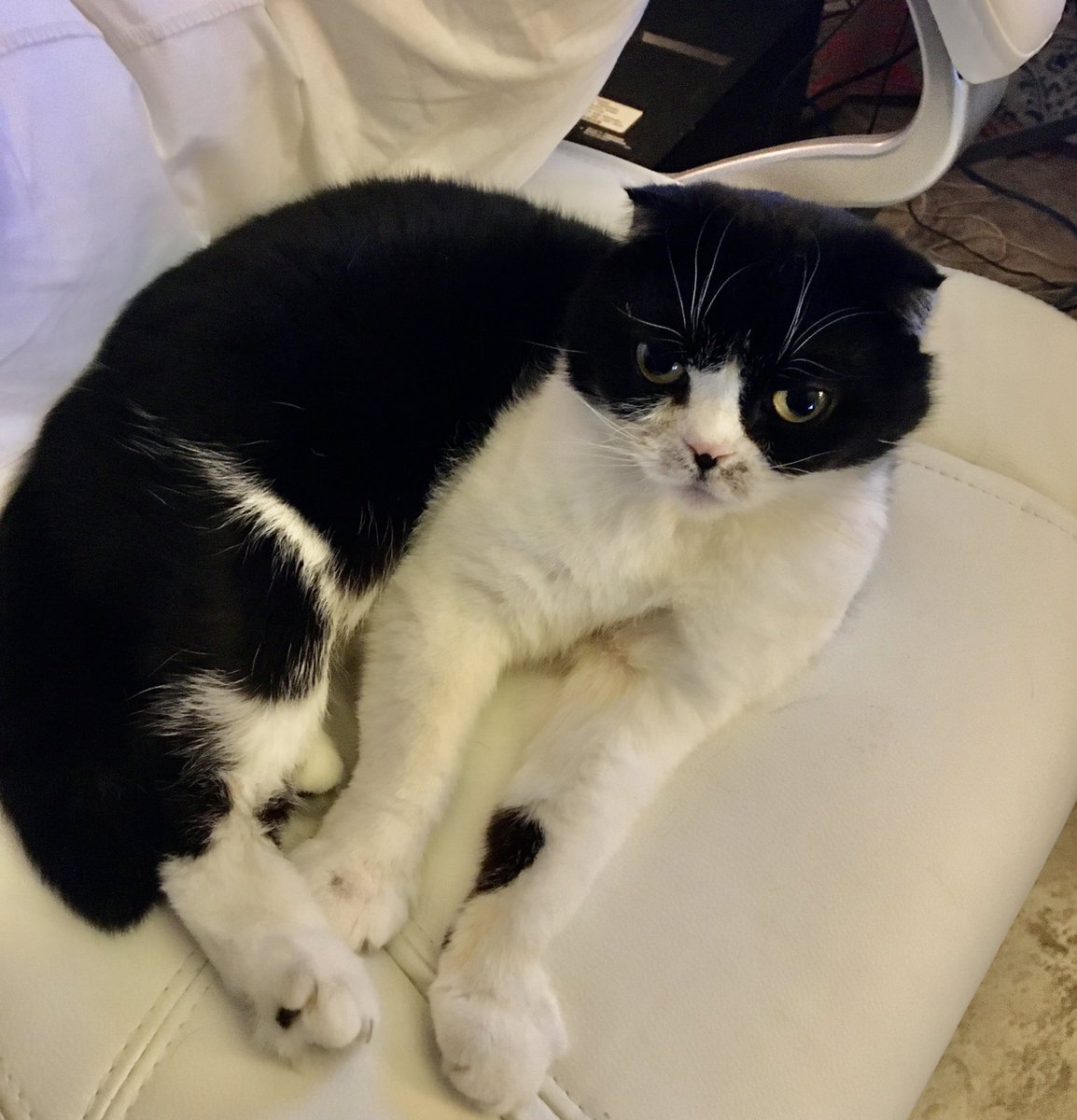 FrankLenziKIRO's tweet photo. She stole my chair on Friday. Today, my assistant didn’t show up for work. No call. No text. Nothing. #WorkFromHome #fivedayweekend https://t.co/I3Pt3UOmdM