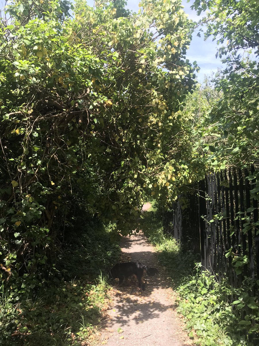 martinfido's tweet photo. @NatResWales @VOGCouncil looks like the weekend wind has caused an unplanned “limbo” feature on Coastal path east side of Rhoose Point! Might want to get it cut back as use will increase with good weather.  https://t.co/3AVti3FcBA https://t.co/0bVAzaNFQr
