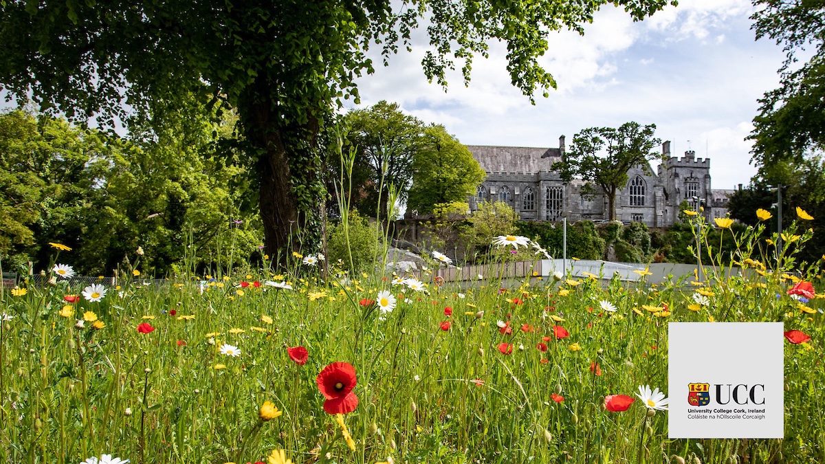 Tired of making video calls from the kitchen/ bedroom/ hall..? 

Instantly transport yourself to the most beautiful campus in Ireland with these free images.