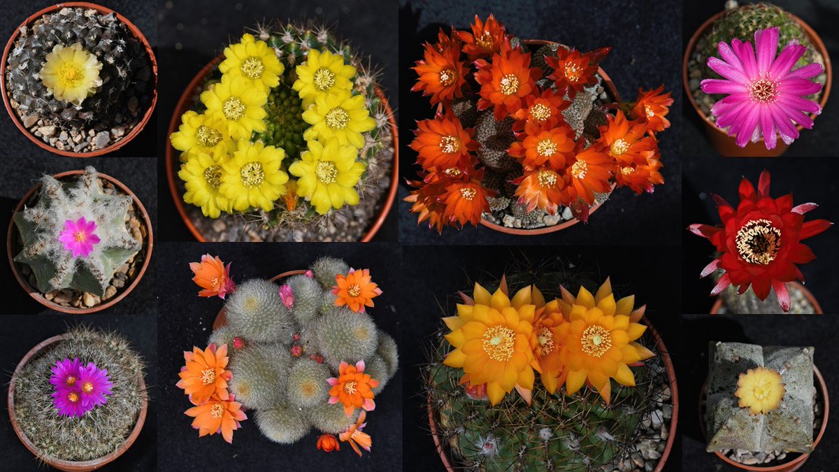 CactusFrankS's tweet image. I think it's about time that I do my Twitter handle justice, so here is a collage of cactus (and a few other succulent) flowers from the last two months.
@CactusSucculent #cacti #succulents