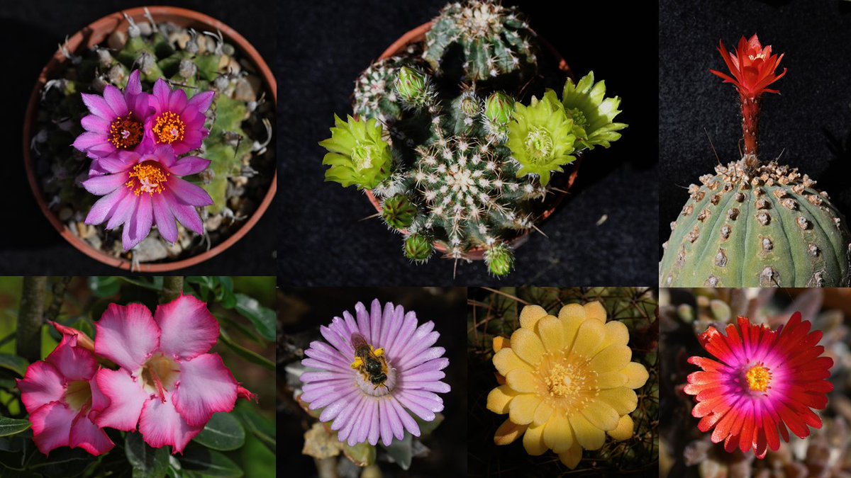 CactusFrankS's tweet image. I think it's about time that I do my Twitter handle justice, so here is a collage of cactus (and a few other succulent) flowers from the last two months.
@CactusSucculent #cacti #succulents