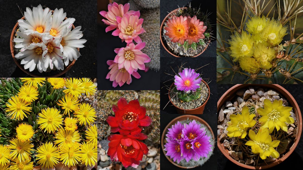 CactusFrankS's tweet image. I think it's about time that I do my Twitter handle justice, so here is a collage of cactus (and a few other succulent) flowers from the last two months.
@CactusSucculent #cacti #succulents
