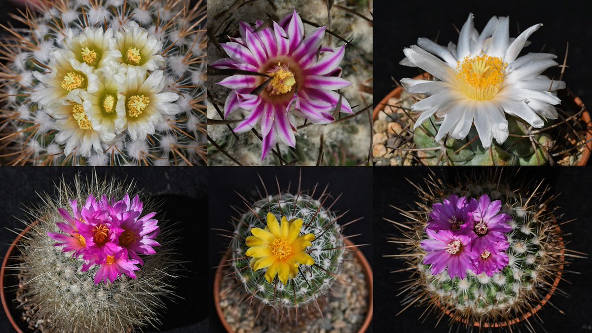 CactusFrankS's tweet image. I think it's about time that I do my Twitter handle justice, so here is a collage of cactus (and a few other succulent) flowers from the last two months.
@CactusSucculent #cacti #succulents