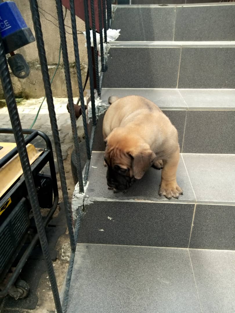 MeneMorgan's tweet photo. Hercules is now 4weeks old....... #SouthAfricamastiff #boerboel #mypup https://t.co/QORbw8PsBt