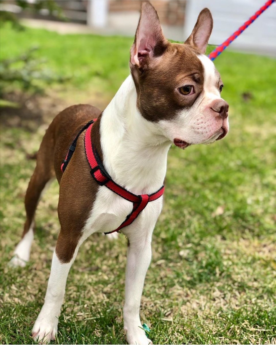 Cocoa... Watching the squirrels #bostonterrier #bostonterriers #bostonterrieroftwitter #redbostonterrier #dogsoftwitter #Dog #DogsofTwittter #furryfriendscompany #furryfriendscompanydogs #furryfriendscompanydogwalker #twitterdog #twitterdog #dogs #doggy #doglovers #dogtweets