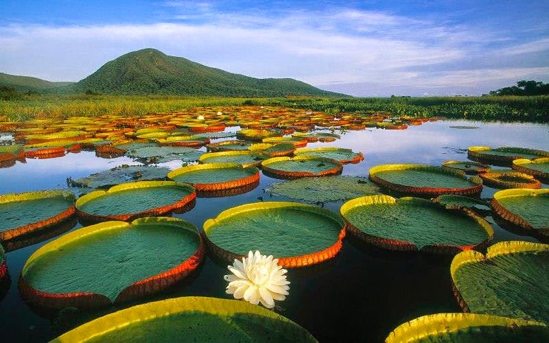 14. National Flower: Victoria Regia water lily/Amazonia