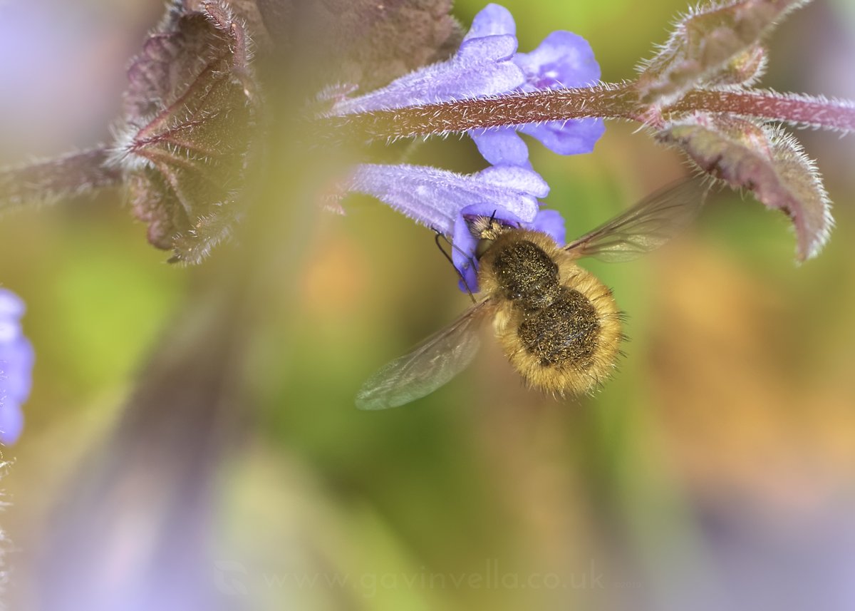 Woohoo my first Western bee-fly #gwentflies #gwentbugs #gwentnaturalists @SEWBReC