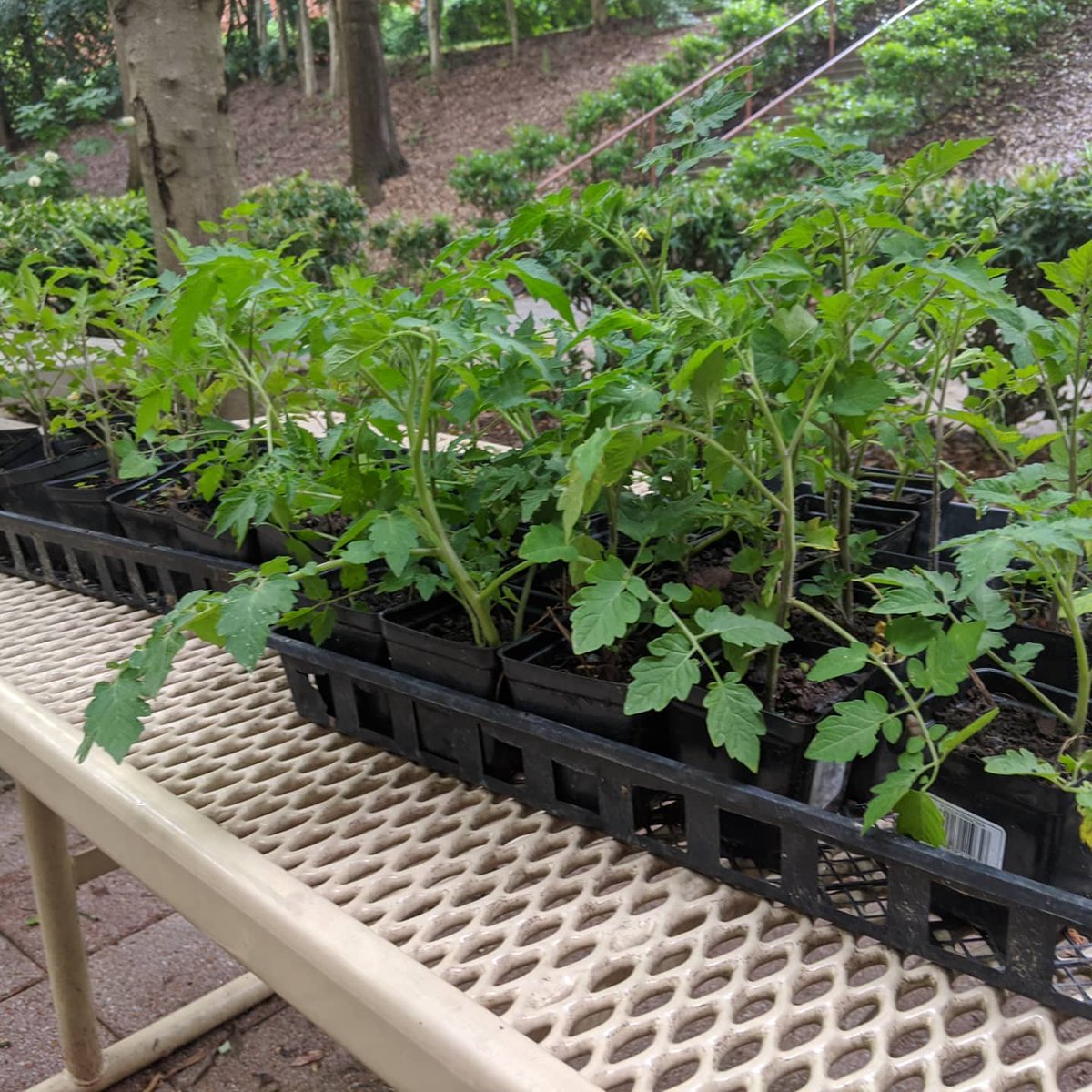 It's Tomato Tuesday <a href="/MaristSchool/">Marist School</a>. We rescued 43 volunteer tomatoes and they're out for the taking for faculty/staff.  Get 'em and get growing! #tomatotuesday #schoolgarden #organicgardening #growyourown