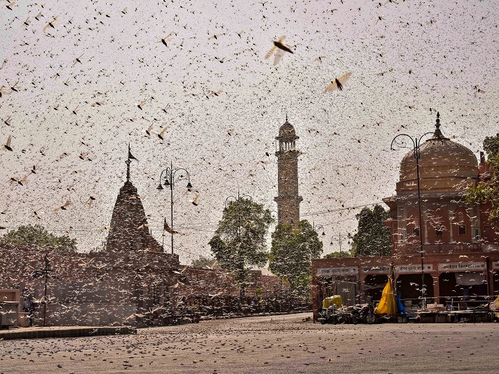 ABPNews's tweet photo. #Locusts Cross Rajasthan To Invade Crops In Maharashtra; Farmers In Delhi &amp; UP Also Alerted

Details: https://t.co/RlHlJCG3gx https://t.co/PndIt1wDLS