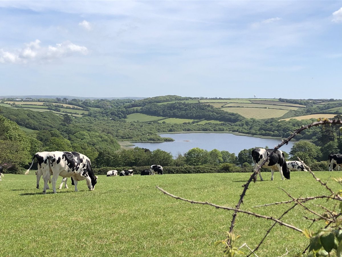 JackiHicks's tweet photo. Peaceful walk today 🙂 #farfromthemaddingcrowd #dailyexercisewalk #lovecornwall 💙 @SWCornwallNT https://t.co/bs4dHwlsm6