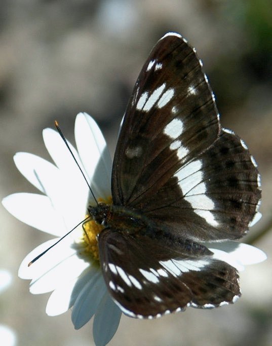 harry styles as butterflies ; a thread 