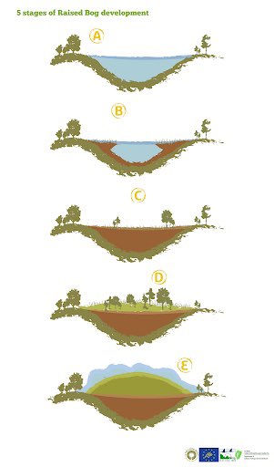 Incidentally, the language here is important. The Commissioner uses ‘peat harvesting,’ as if peat were a crop. But a raised bog takes thousands of years to form; it grows at only c.1mm per year if healthy & ‘active’; once it’s gone, it’s gone. That’s ‘extraction’. 12/