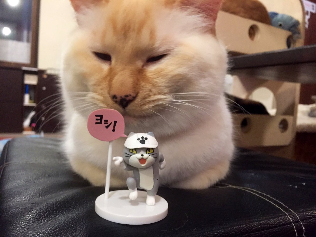 札幌 猫カフェ ミューキーズ 一部で人気の仕事猫 現場猫 ガチャ入荷しました ヽ W ﾉ ガチャってくださいねー ﾉ 現場猫 仕事猫