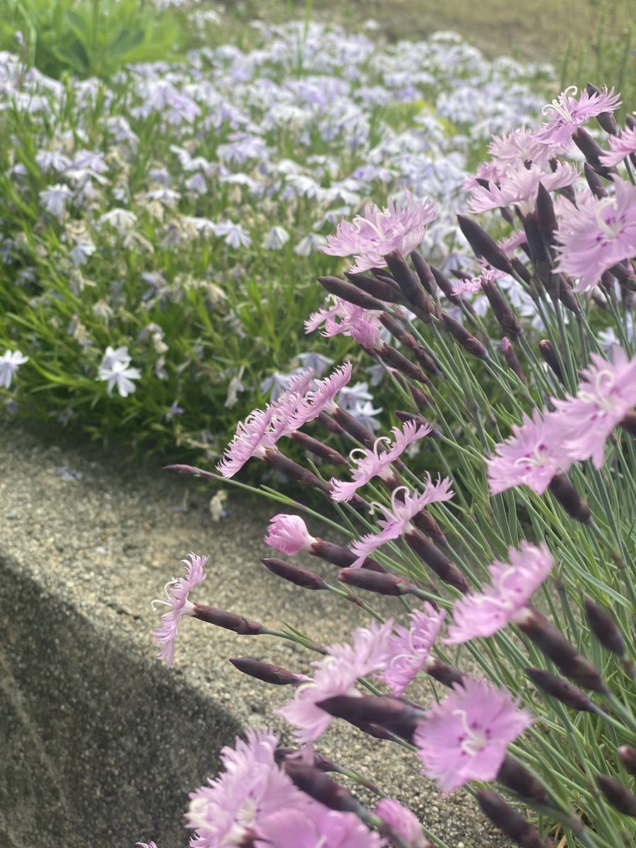 x_rayvision1's tweet photo. Healthy flowers bloom again 🌸🧘🏾‍♂️📱
#viral #explore #shotoniphone #nature #explorepage #x_rayvision📸 https://t.co/S5Hq59MNgh