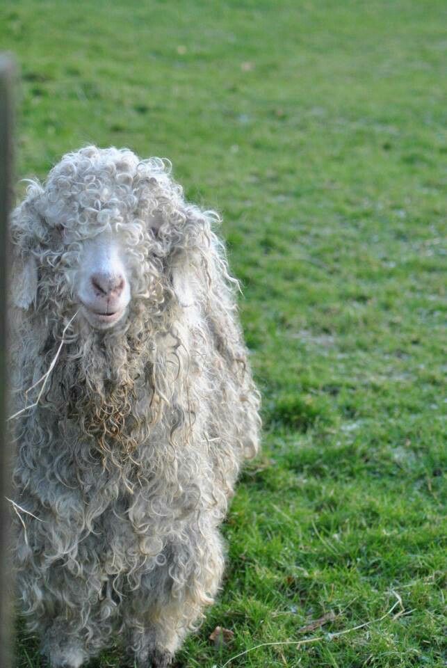 Anyway, the authors have done an experiment, in which shaggy sheepskin reduces the impact of a dropped load more than baby’s bottom sheepskin. Ergo, men have beards to protect their glass jaws in evolutionary dust ups. 6/x