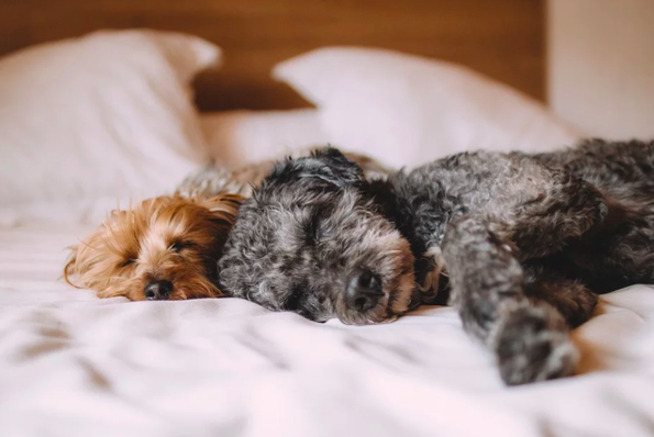 marshallsleeps's tweet photo. What’s your rule for pets on the bed? There’s no right or wrong answer, we promise.
#DogsofInstagram #MarshallMattress
#CanadianChic #PuppiesofInstagram https://t.co/H1xC4rWTE4