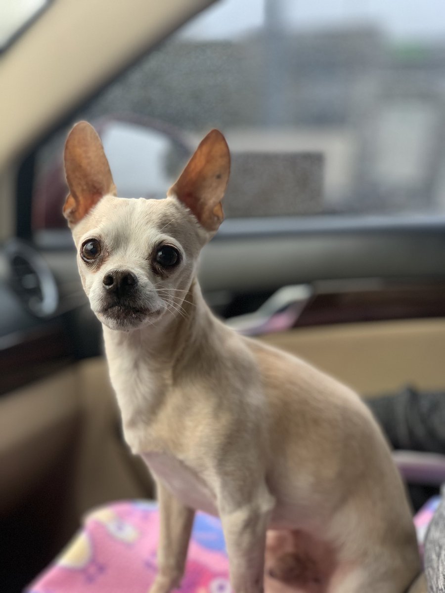 andpemax's tweet photo. 15 años bien vividos, te amo para siempre mi chester, fuiste y siempre serás la mejor compañía y el mejor amigo❤️❤️🐕 https://t.co/gyZnMgwtCd