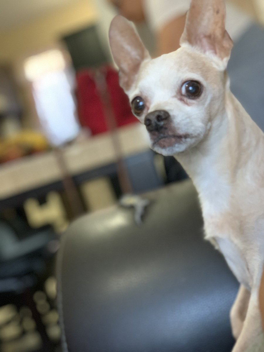 andpemax's tweet photo. 15 años bien vividos, te amo para siempre mi chester, fuiste y siempre serás la mejor compañía y el mejor amigo❤️❤️🐕 https://t.co/gyZnMgwtCd