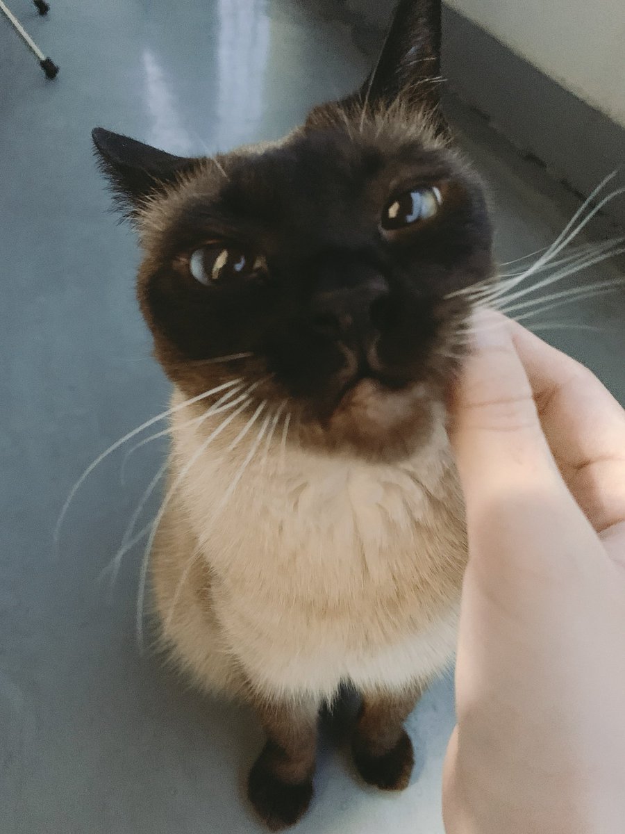 のべ子 シャム猫あずきさん マズルぷに もふもふチャレンジ のべ子 シャム猫あずきさん マズルぷに もふもふチャレンジ