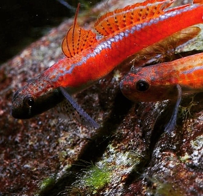 PetFishPlace's tweet photo. Tuesday's eye-candy: Two male Stiphodon annieae. 

Like other Stiphodons, they are freshwater gobies. #fishkeeping #fish #tropicalfish #fishtank #aquarium #goby https://t.co/yg3ypT9Rvl