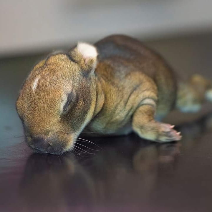 This tiny rabbit kit was rushed into our care after being #abandoned by its mother. It was thin and a little dehydrated, but was still bright and active. 

After some oral rehydration solution and fluids, it was transferred to one of our #rabbit carers for #roundtheclockcare!