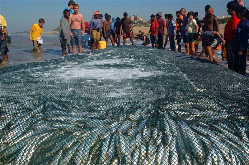National News: Sardines ignore the lockdown! Sharks Board reports activity south of Port Edward citybuzz.co.za/lnn/1087633/sa… (photo - Flashback to 2015)