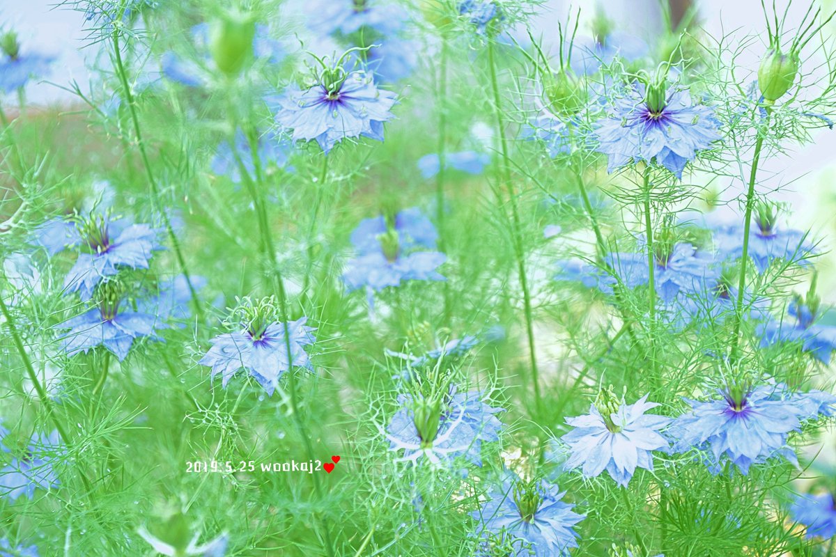 コチュ 昨年のニゲラ 今年はブルーが少なかったな 지난해 니게라 올해는 블루가 적은 ニゲラ 昨年 花壇 過去写真