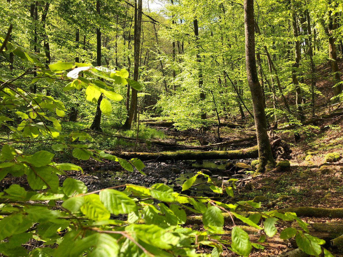 Skogen i Skolan förespråkar bokar som komplement till böcker. Här kommer en bild från vår inspelning av VR-film i Söderåsens nationalpark. Filmen hör ihop med vårt nya läromedel Skogslektioner som lanseras i augusti.