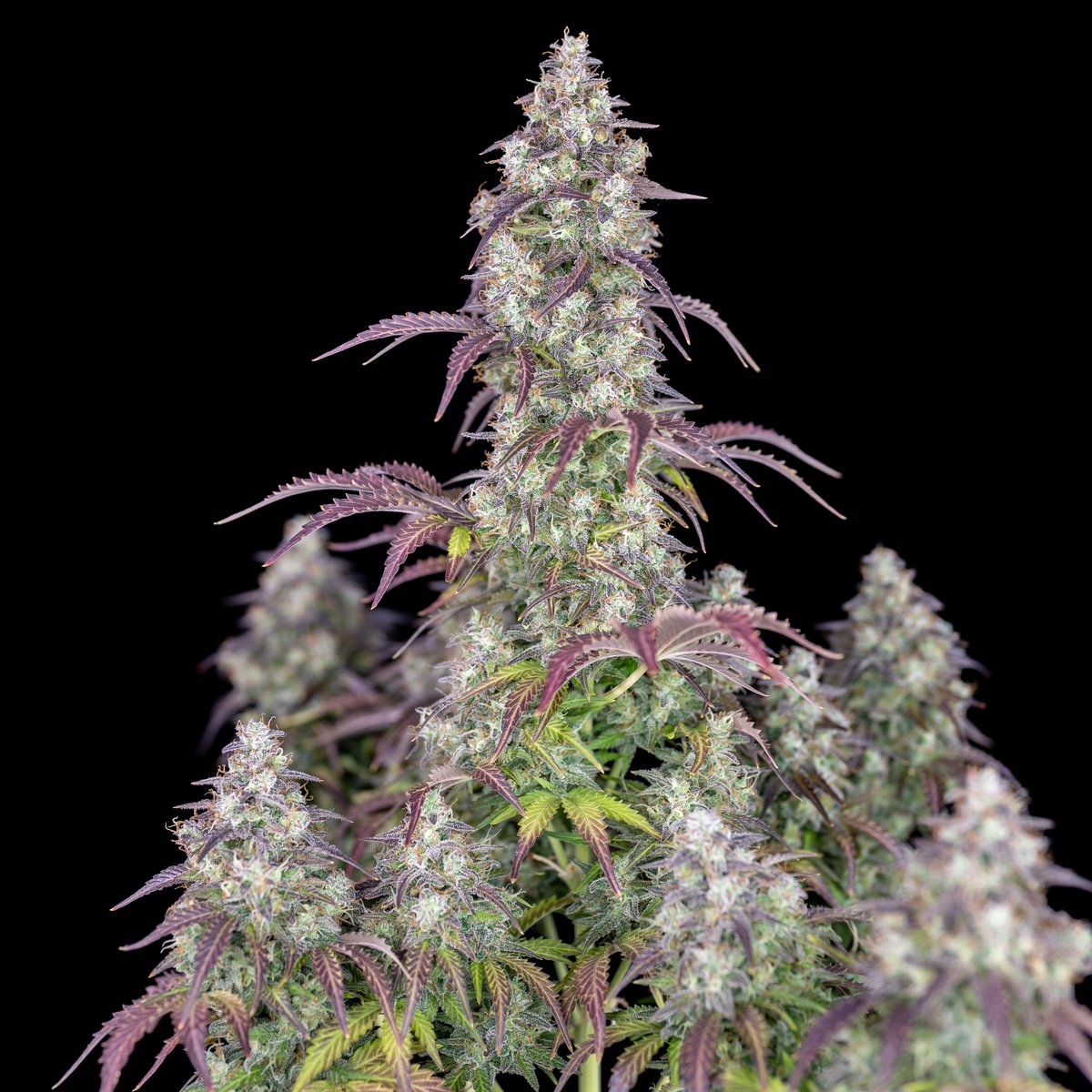 Fast_Buds's tweet photo. Not stopping there!💥Double 2020 drop today!💥 Welcome Lemon Pie Auto to our line up🍋🥧 An easy peasy lemon squeezy strain to grow with tasty mouthwatering citrus terps on point!! 🤤 Check her out on our site📷 @Bangdangbuds #lemonpieauto #FastBuds #AmericanAutoflowers #growers https://t.co/o9NWwjQloW