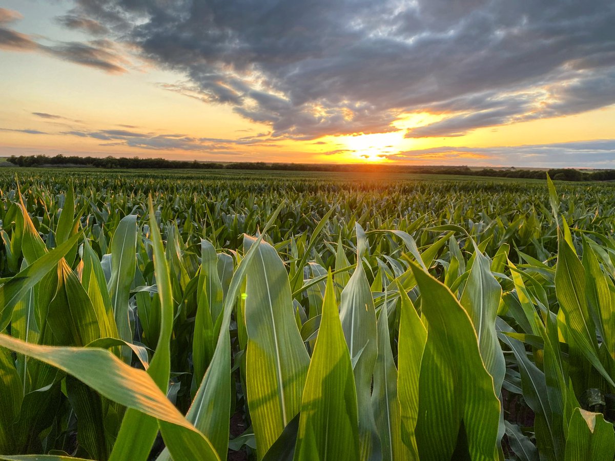 LindsayKimbrell's tweet image. Nothing like a good corny sunset