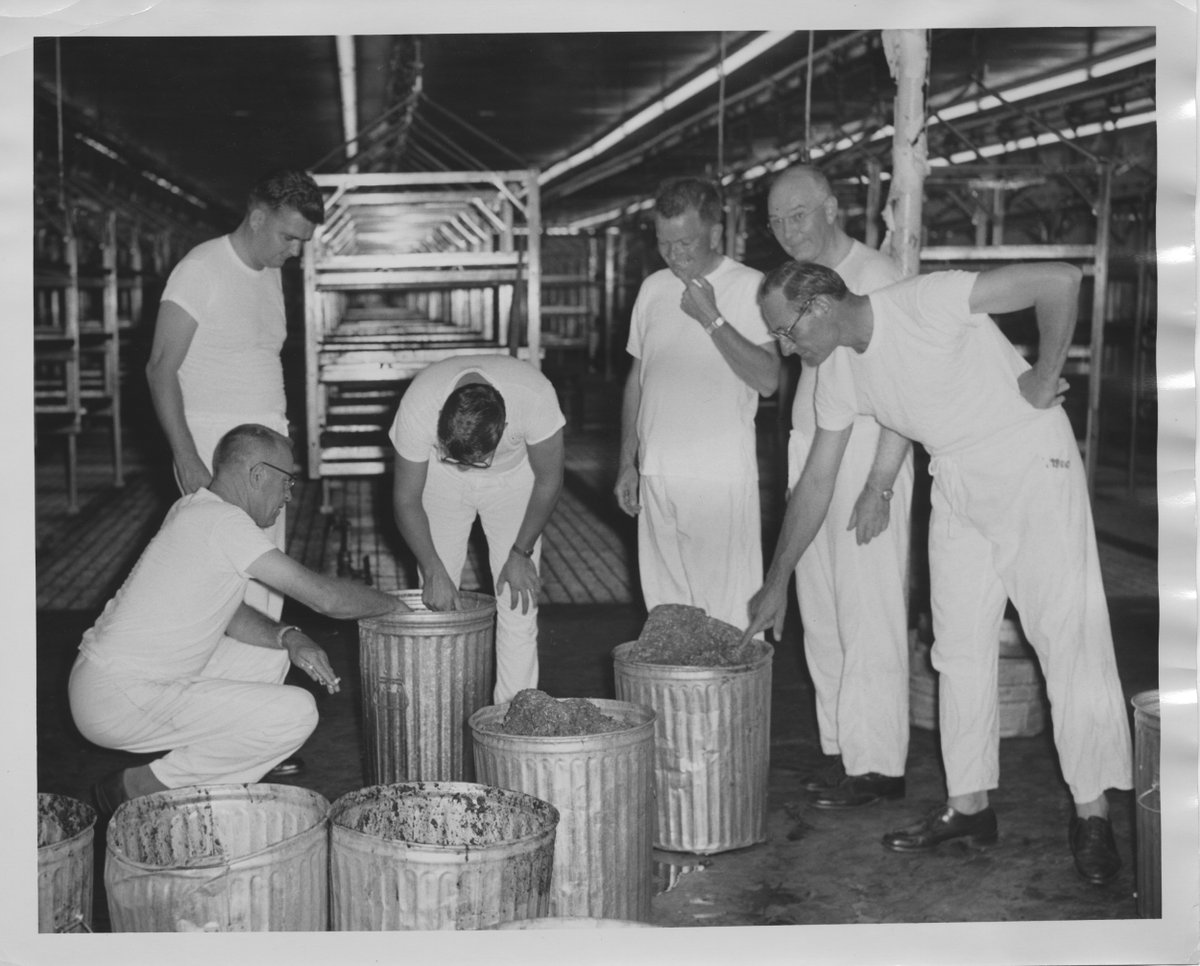 The USDA has an incredible archive documenting the history of this program. Here are the scientists who came up with the "idiotic insect-sex scheme" (their words) inspecting ground meat. (The thing about rearing a pest that eats flesh is...you need to feed them flesh.)