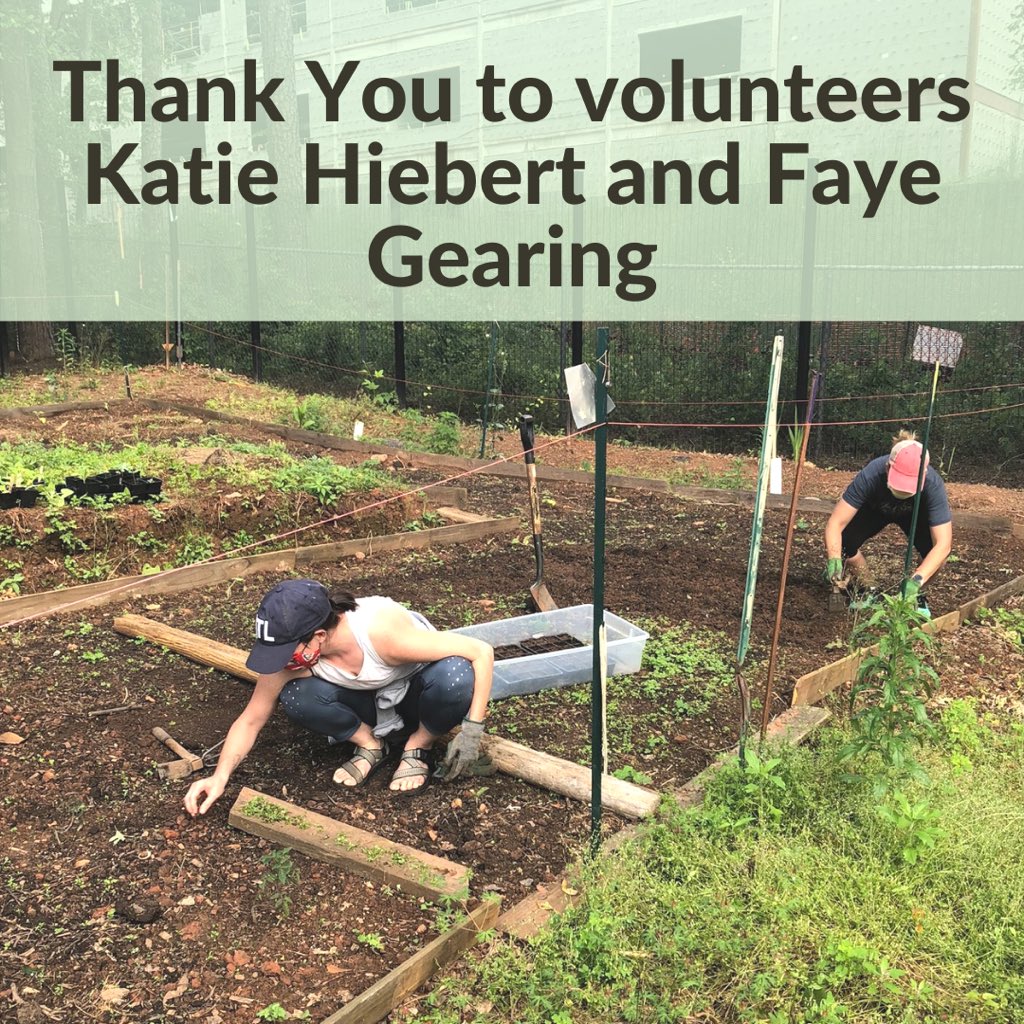 JollyAveGarden's tweet photo. With recent garden expansion and increased cultivation, Katie and Faye have volunteered their time in the garden to help accelerate the process. From fertilizing the planting areas, to transplanting, to weed eating - we are thankful for these volunteers for their time. https://t.co/SP4DT3l6wI