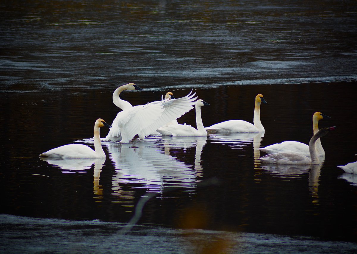 Take a look at these gorgeous Swans spotted on a hidden lake near Siwash, just after the ice melt. 

#ExploreBCLocal #ExploreBCLater #RoamBCFromHome #CCCLives #NatGeoTravel

PC: Cole Barten