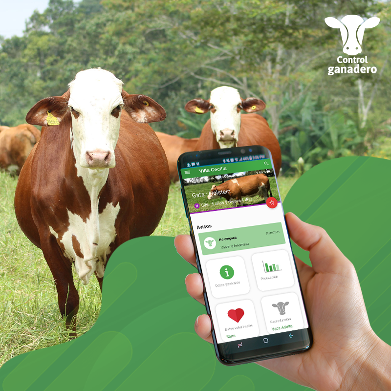 ControlGanadero's tweet photo. ¿Es tiempo de inseminar? ¿Debería estar cargada la vaca y no lo está? ¿Entró una vaca en periodo de fertilidad?⁣
⁣
Recibe alertas y genera órdenes de trabajo a tu equipo desde la palma de tu mano.⁣
⁣
Descarga gratis en https://t.co/4p1STHQgYQ⁣
⁣
#SoyGanaderoTecnificado https://t.co/4z8Wqj8OLs