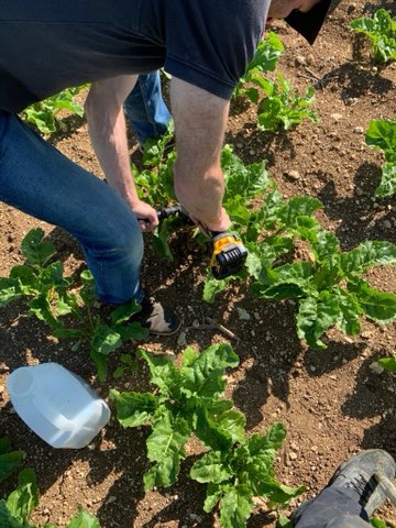 AgriAvenir's tweet photo. Aujourd’hui, mise en place des sondes dans ma parcelle de betteraves, elles vont me servir à savoir quand la culture manque d’eau ➡️ objectif piloter au mieux l’irrigation pour ne pas gâcher ni l’eau, ni l’électricité et avoir des betteraves de qualité 👌 https://t.co/MqWnwndnRf