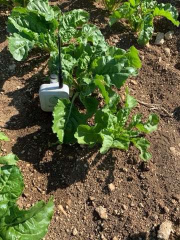 AgriAvenir's tweet photo. Aujourd’hui, mise en place des sondes dans ma parcelle de betteraves, elles vont me servir à savoir quand la culture manque d’eau ➡️ objectif piloter au mieux l’irrigation pour ne pas gâcher ni l’eau, ni l’électricité et avoir des betteraves de qualité 👌 https://t.co/MqWnwndnRf