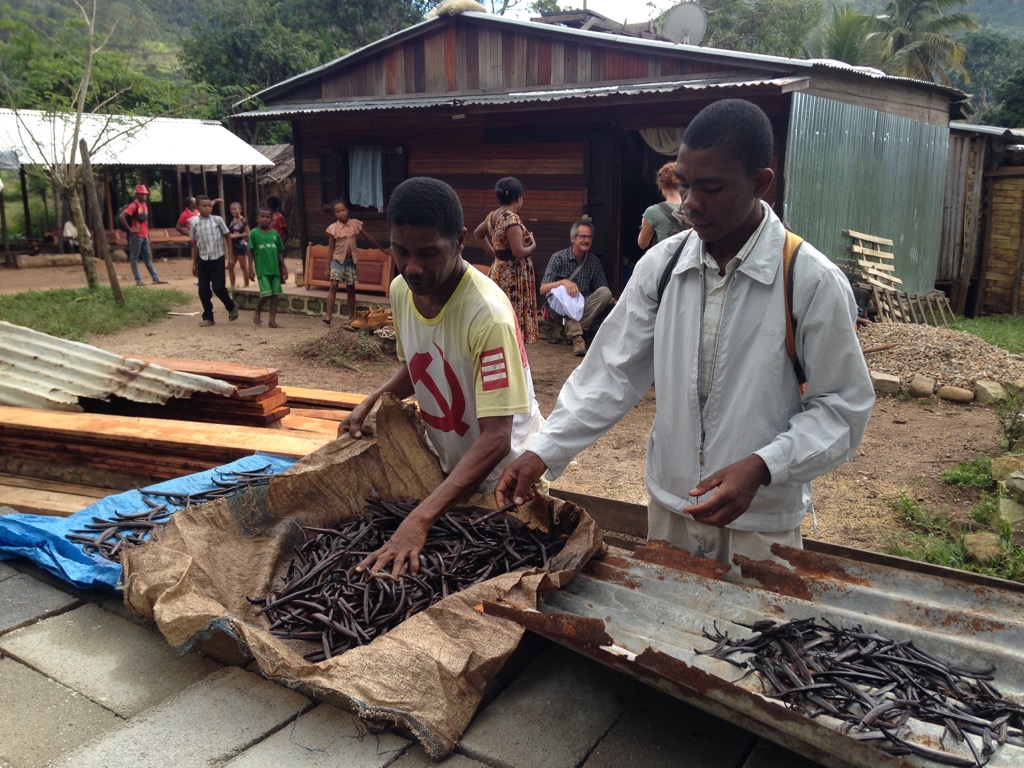 Farming vanilla is highly labour intensive – starting from the establishment of the plantation, over hand-pollination, harvest and curing (clockwise).No wonder vanilla is expensive!