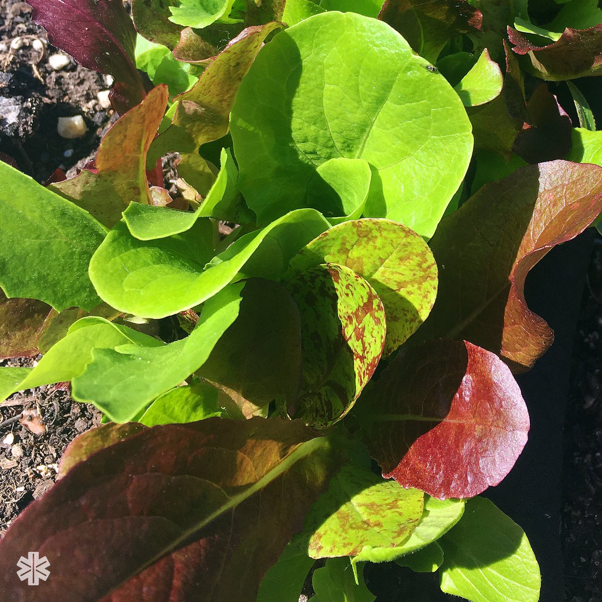 Gro_Doc's tweet photo. Definitely sprinkled too many lettuce seeds... Definitely have no regrets π€£
Home grown lettuce is the best!! π Who else enjoys growing lettuce?
#gyo #growyourown #gardening #garden #gardenlove #lettuce #lettucepatch #homegrown #grownfromseed https://t.co/E2peuzxgkG