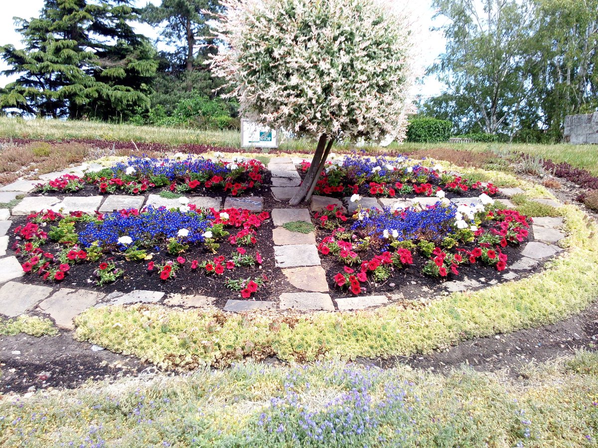 Our VE75 bed in the Old Churchyard starting to show the red, white and blue plan!  #bloomhour