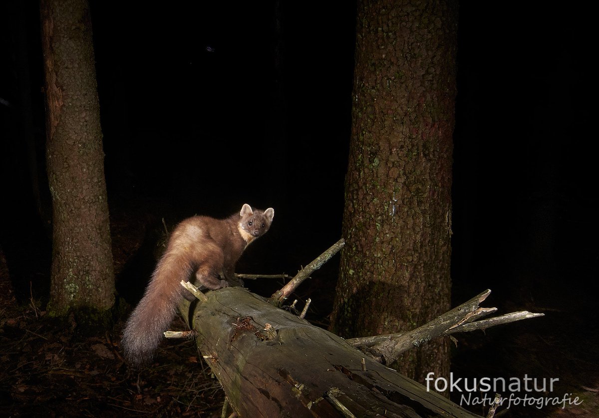 juliuskramer's tweet photo. Actually I expected somebody else to walk on this fallen log - but a pine marten is also a great subject, right? 
#cameratrap #wildlifephotography https://t.co/NaM0hZji1v