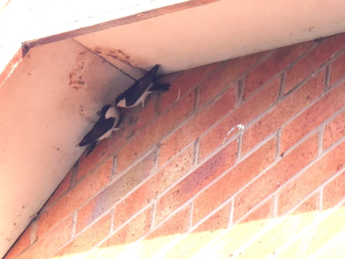 EcoWitch's tweet photo. Trying to  #BeLikeCarl My best attempt so far: they come most years, we have sparrows in a bird box on one side of their nest &amp; sparrows in a bat box on the other @CarlBovisNature https://t.co/Quq0t3CEKD