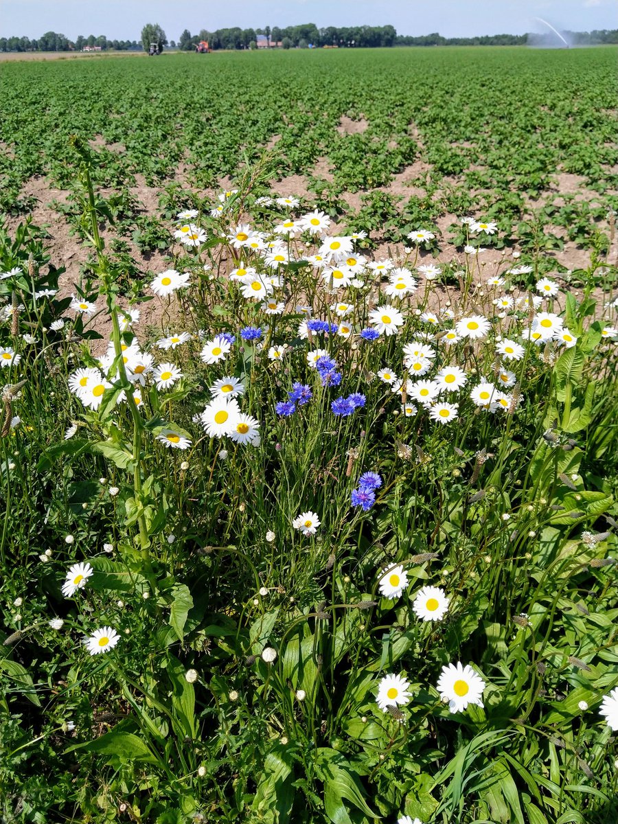 akeijzer's tweet photo. De meerjarige kruidenranden van #FACFlevoland doen het mooi. Veel insecten en vlinders er omheen. https://t.co/SqKxLdT3om