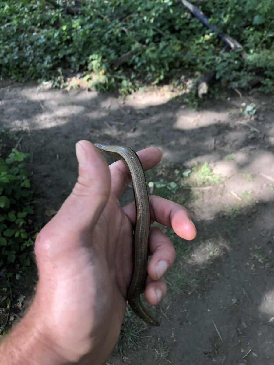 More great finds around the local area. Especially the #SlowWorm <a href="/RSPBNewport/">RSPB Newport Wetlands</a> <a href="/NewportH/">Newport High School</a>